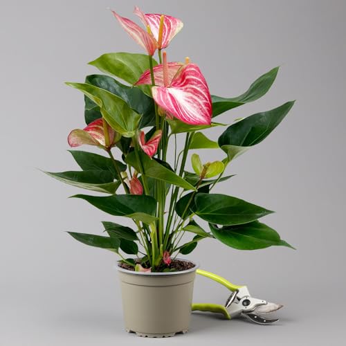 Flamingoblume 'Livium Red' rot-weiß gestreift, Topf-Ø 14 cm von Pflanzen Kölle