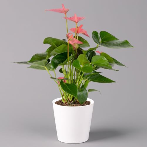 Flamingoblume pink, inkl. Übertopf Dallas weiß, Topf-Ø 12 cm, Höhe ca. 30 cm von Pflanzen Kölle