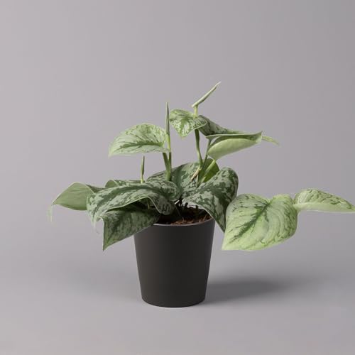 Gefleckte Efeutute 'Trebie' in Keramiktopf Dallas anthrazit, Topf-Ø 12 cm von Pflanzen Kölle