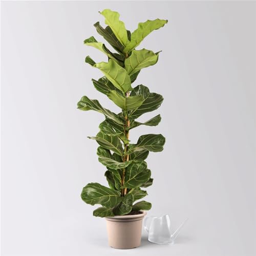 Pflanzen Kölle Geigenfeige 'Ficus Lyrata', Pflegeleichte Zimmerpflanze Höhe 100 cm im 21 cm Topf von Pflanzen Kölle