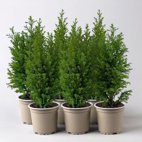 Pflanzen Kölle Gelbe Kegelzypresse 'Ellwood's Gold', 6er-Set, Topf 9cm Ø Pflanzen Kölle Gelbe Kegelzypresse 'Ellwood's Gold', 6er-Set, Topf 9cm Ø von Pflanzen Kölle