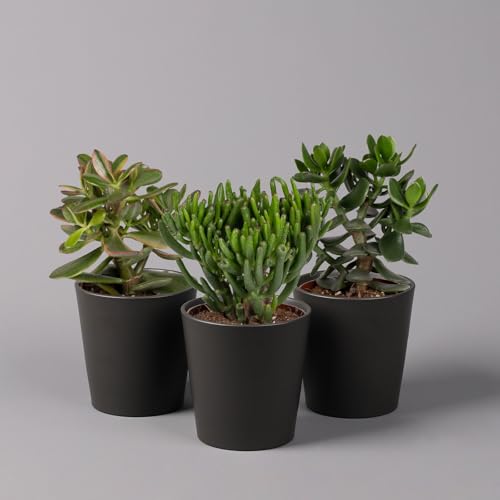 Geldbaum in Keramiktopf anthrazit, verschiedene Formen, Topf-Ø 12cm, 3er-Set Geldbaum in Keramiktopf anthrazit, verschiedene Formen, Topf-Ø 12cm, 3er-Set von Pflanzen Kölle