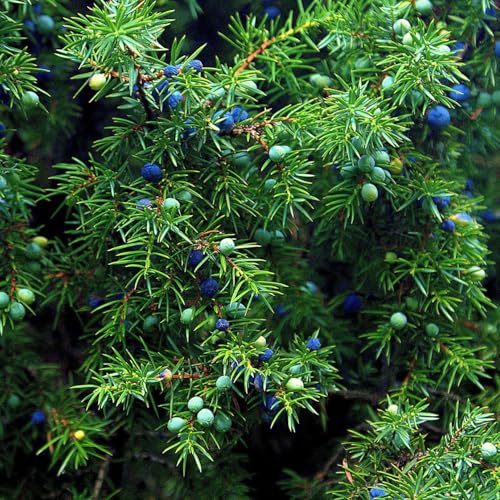 Gemeiner Wacholder, Höhe 60-70 cm, Topf 7,5 Liter Gemeiner Wacholder, Höhe 60-70 cm, Topf 7,5 Liter von Pflanzen Kölle