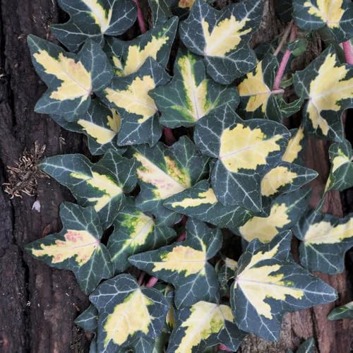 Gewöhnlicher gelbbunter Efeu, Hedera helix 'Goldheart', 2er Set, im 2 l Topf von Pflanzen Kölle