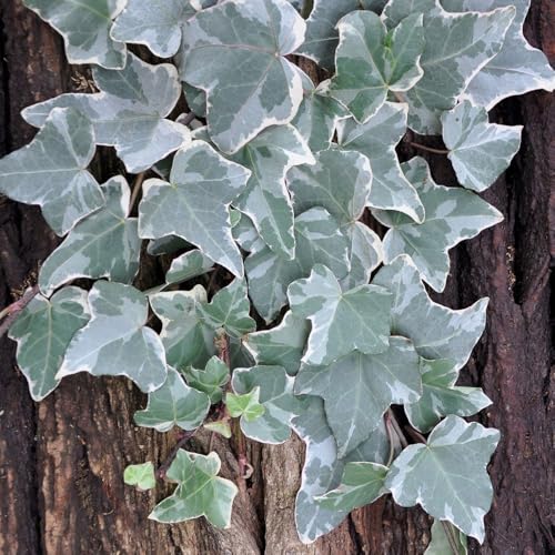 Gewöhnlicher weißbunter Efeu, Hedera helix 'Glacier', 2er Set, im 2 l Topf Gewöhnlicher weißbunter Efeu, Hedera helix 'Glacier', 2er Set, im 2 l Topf von Pflanzen Kölle