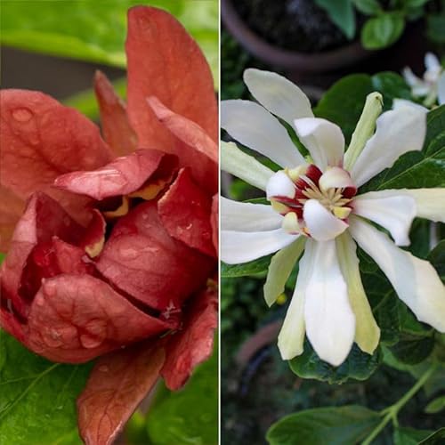 Gewürzstrauch-Set Rot-Weiß, 2er-Set, Höhe 60-80 cm, Topf 7,5 Liter Gewürzstrauch-Set Rot-Weiß, 2er-Set, Höhe 60-80 cm, Topf 7,5 Liter von Pflanzen Kölle