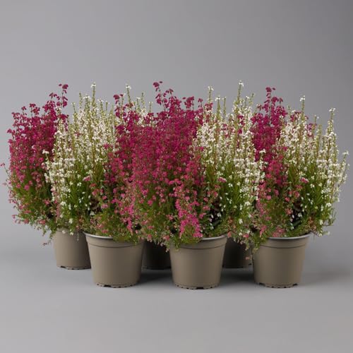 Glockenheide 'Duo', rot-weiß, Topf-Ø 12cm, 6er-Set von Pflanzen Kölle
