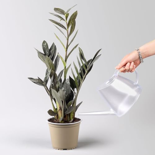 Glücksfeder 'Raven', schwarz, Topf-Ø 14 cm, Höhe ca. 45 cm Glücksfeder 'Raven', schwarz, Topf-Ø 14 cm, Höhe ca. 45 cm von Pflanzen Kölle