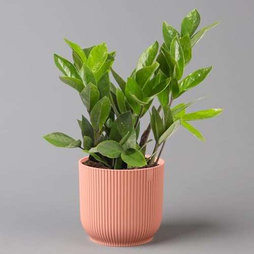 Glücksfeder in Übertopf Vibes rosa, Topf-Ø 12 cm, Höhe ca. 40 cm Glücksfeder in Übertopf Vibes rosa, Topf-Ø 12 cm, Höhe ca. 40 cm von Pflanzen Kölle