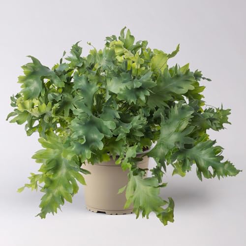 Goldtüpfelfarn 'Davana', Topf-Ø 17 cm, Höhe ca. 45 cm von Pflanzen Kölle