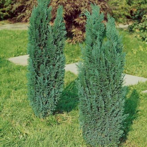 Graublaue Kegelzypresse 'Ellwoodii', 10er-Set, Höhe 30-40 cm, Topf 2 Liter Graublaue Kegelzypresse 'Ellwoodii', 10er-Set, Höhe 30-40 cm, Topf 2 Liter von Pflanzen Kölle