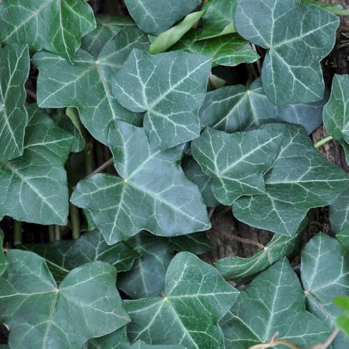 Großblättriger Irischer Efeu, Hedera hibernica, 2er Set, im 2 l Topf von Pflanzen Kölle