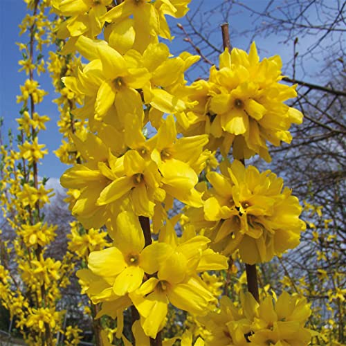 Großblütige Forsythie 'Goldrausch', 5er-Set, Höhe 40-60 cm, Topf 3 Liter von Pflanzen Kölle