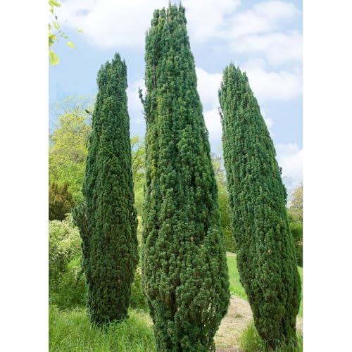 Grüne-Säuleneibe, Taxus baccata 'Fastigiata Robusta', 4er-Set, Höhe 30-40 cm Grüne-Säuleneibe, Taxus baccata 'Fastigiata Robusta', 4er-Set, Höhe 30-40 cm von Pflanzen Kölle