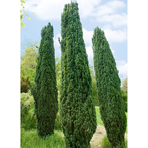 Grüne-Säuleneibe, Taxus baccata 'Fastigiata Robusta', 4er-Set, Topf 3 Liter von Pflanzen Kölle