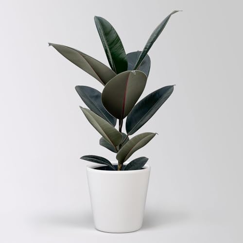 Gummibaum 'Abidjan' in Keramiktopf Dallas weiß, Topf-Ø 17 cm, Höhe ca. 55 cm von Pflanzen Kölle