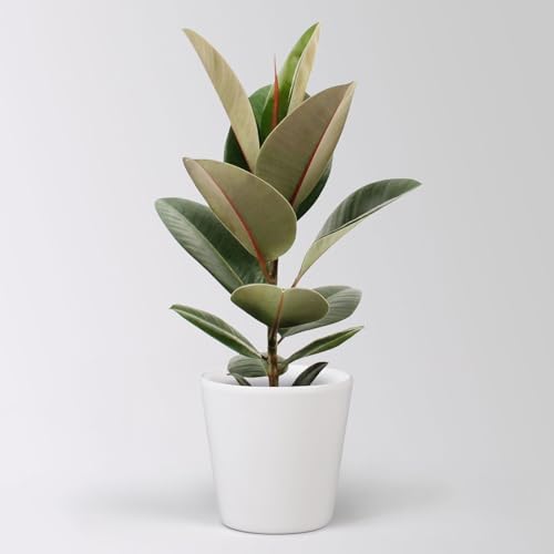 Gummibaum 'Robusta' in Keramiktopf Dallas weiß, Topf-Ø 17 cm, Höhe ca. 55 cm von Pflanzen Kölle