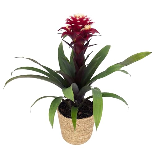 Guzmania 'Francesca', lila-weiß, Topf-Ø 12 cm, mit Korb Maki, Höhe ca. 40 cm von Pflanzen Kölle