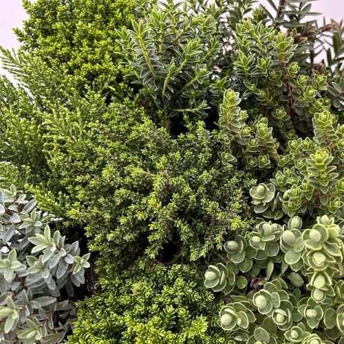 Hebe Mini, Mix zufällig, Topf-Ø 6,5 cm, 12 Pflanzen von Pflanzen Kölle