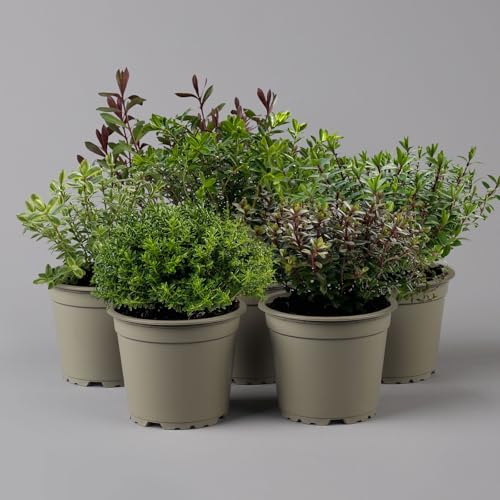 Hebe 'Greenboys®', Mix zufällig, Topf-Ø 12cm, 6er-Set von Pflanzen Kölle