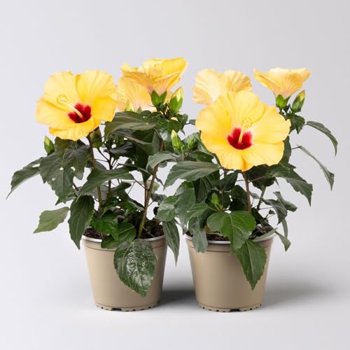 Hibiskus, gelb, Topf-Ø 13 cm, Höhe ca. 35 cm, 2 Pflanzen von Pflanzen Kölle