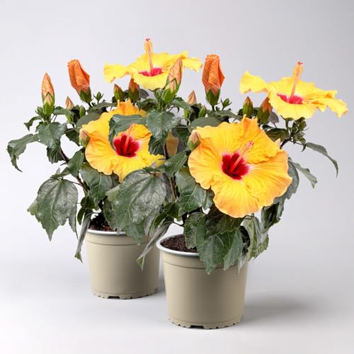 Hibiskus HibisQs® 'Adonicus Apricot' apricot-rot, Topf-Ø 13 cm, 2 Pflanzen von Pflanzen Kölle