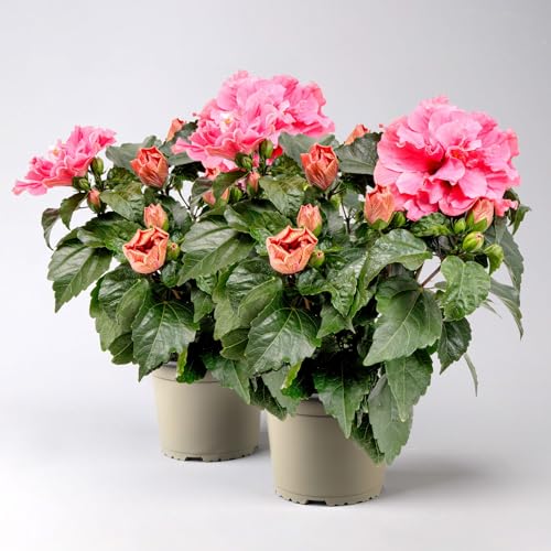 Hibiskus HibisQs® 'Adonicus Double Pink' pink, gefüllt, Topf-Ø 13 cm, 2er-Set von Pflanzen Kölle