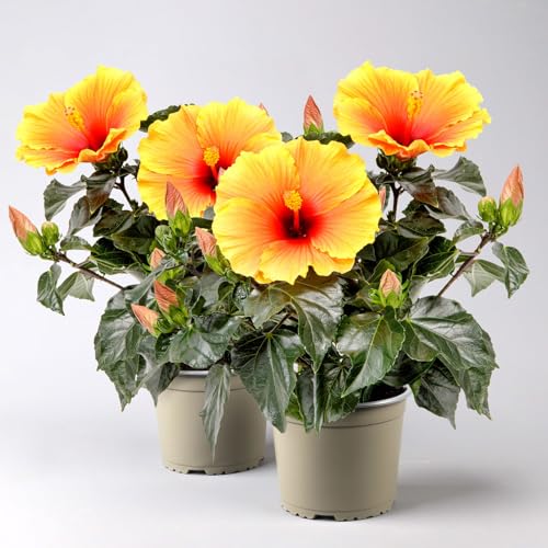 Hibiskus HibisQs® 'New Apollo' gelb-orange-rot, Topf-Ø 12 cm, 2 Pflanzen von Pflanzen Kölle