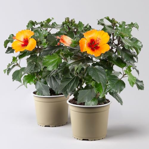 Hibiskus 'Petit Orange®', Topf-Ø 13 cm, Höhe ca. 35 cm, 2 Pflanzen von Pflanzen Kölle