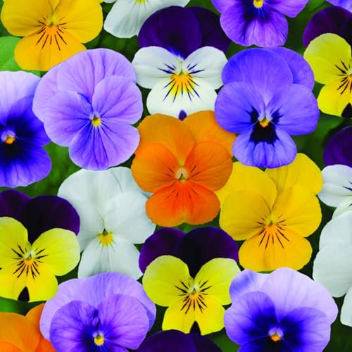 Hornveilchen 'Trio', bunt, Farbe zufällig, Topf -Ø 12 cm, 6 Pflanzen von Pflanzen Kölle