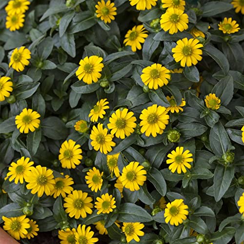 Husarenknöpfchen gelb, Topf-Ø 12 cm, 6er-Set von Pflanzen Kölle