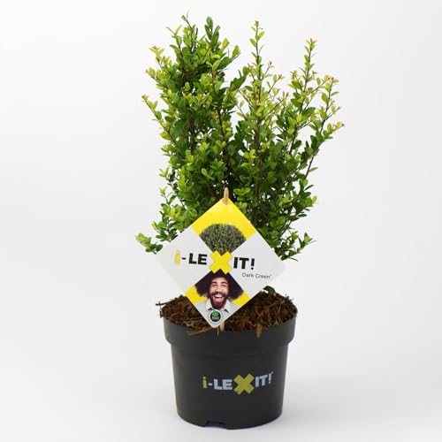 Ilex crenata 'Dark Green®', Höhe 10-20cm, Topf-Ø 17 cm, 2er Set von Pflanzen Kölle