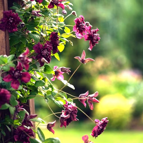 Italienische Waldrebe 'Purpurea Plena Elegans', 2er-Set, purpurviolett von Pflanzen Kölle