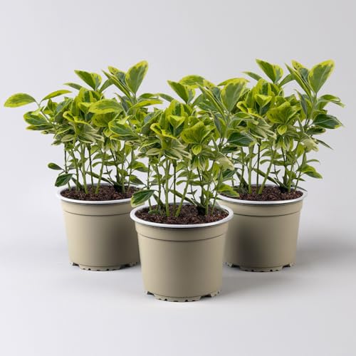 Japanischer Spindelstrauch, Euonymus japonicus 'Marieke', Topf-Ø 13 cm, 3er-Set Japanischer Spindelstrauch, Euonymus japonicus 'Marieke', Topf-Ø 13 cm, 3er-Set von Pflanzen Kölle