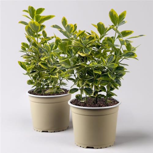 Japanischer Spindelstrauch, Euonymus japonicus 'Marieke', Topf-Ø 17 cm, 2er-Set von Pflanzen Kölle