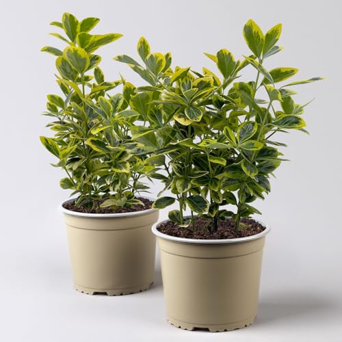 Japanischer Spindelstrauch, Euonymus japonicus 'Marieke', Topf-Ø 17 cm, 2er-Set Japanischer Spindelstrauch, Euonymus japonicus 'Marieke', Topf-Ø 17 cm, 2er-Set von Pflanzen Kölle
