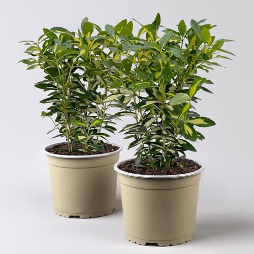 Japanischer Spindelstrauch 'Goldqueen'Ⓢ, Topf-Ø 17 cm, 2er-Set von Pflanzen Kölle