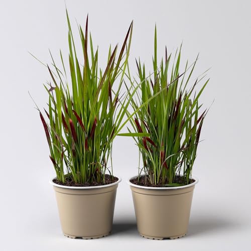 Japanisches Blutgras 'Red Baron', 2er-Set, Blattspitzen in rot, je im 14 cm Topf von Pflanzen Kölle
