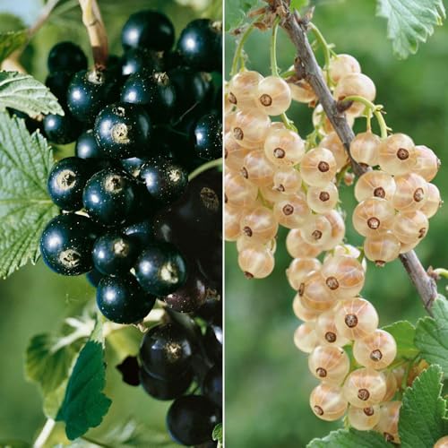 Johannisbeeren 'Weiß/Schwarz', 4er-Set, Topf je 2 Liter Johannisbeeren 'Weiß/Schwarz', 4er-Set, Topf je 2 Liter von Pflanzen Kölle