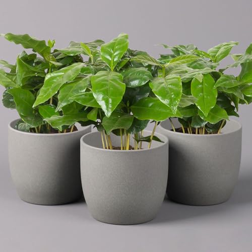 Kaffeepflanze, Topf-Ø 12 cm, Höhe ca. 25 cm, 3er-Set von Pflanzen Kölle