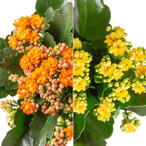 Kalanchoe 'Calandiva'®, gelb&orange, Topf-Ø 12 cm, Höhe ca. 20-30 cm, 6er-Set von Pflanzen Kölle