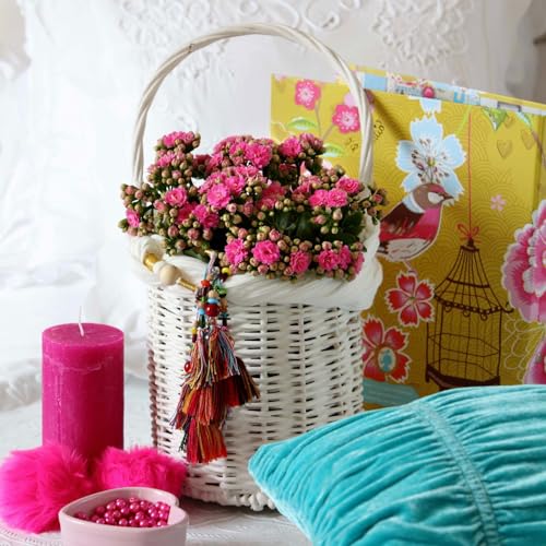 Kalanchoe 'Calandiva'®, violett, Topf-Ø 12 cm, Höhe ca. 27,5 cm, 6er-Set von Pflanzen Kölle