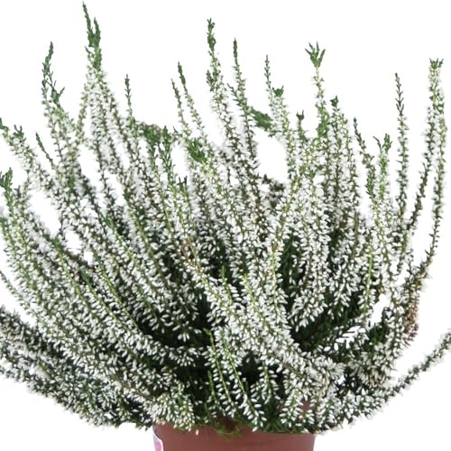 Knospenheide, weiß, Topf-Ø 12 cm, 6 Pflanzen von Pflanzen Kölle