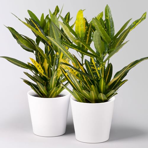 Kroton 'Sunny Star', inkl. Keramiktopf Dallas weiß, Topf-Ø 12 cm, 2 Stück von Pflanzen Kölle