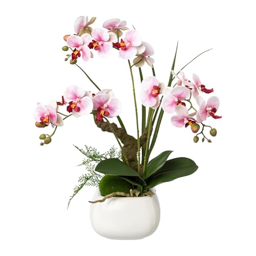 Kunstpflanze Phalaenopsis 'Real Touch', lila, Höhe ca. 46 cm Kunstpflanze Phalaenopsis 'Real Touch', lila, Höhe ca. 46 cm von Pflanzen Kölle