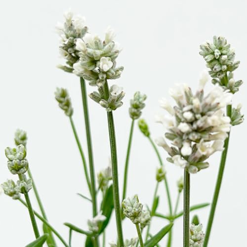 Lavendel 'Alba', weiß, Topf-Ø 13 cm, 6er-Set Lavendel 'Alba', weiß, Topf-Ø 13 cm, 6er-Set von Pflanzen Kölle