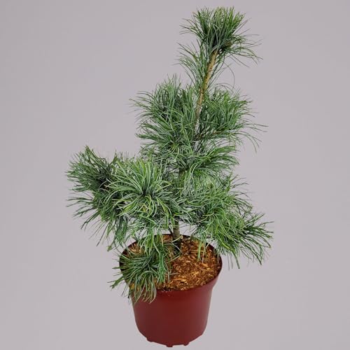 Mädchenkiefer 'Schoon´s Bonsai', Höhe 30-40 cm, Topf 4 Liter, 2er-Set Mädchenkiefer 'Schoon´s Bonsai', Höhe 30-40 cm, Topf 4 Liter, 2er-Set von Pflanzen Kölle