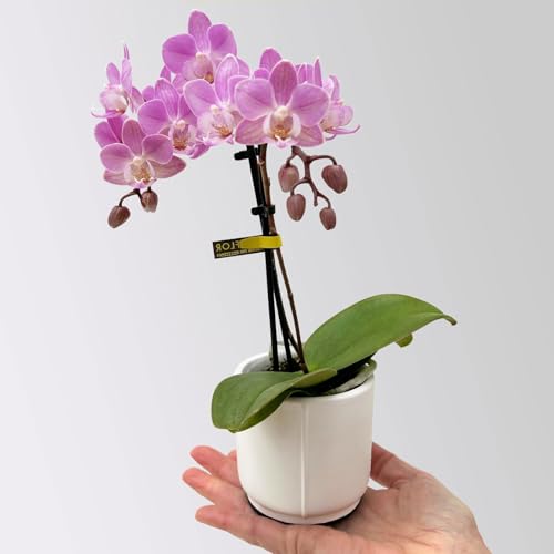 Mini-Phalaenopsis mit Keramiktopf, rosa/lila, Topf-Ø 7 cm, 2 Pflanzen von Pflanzen Kölle