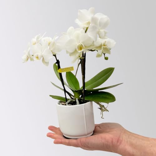 Mini-Phalaenopsis mit Keramiktopf, weiß, Topf-Ø 7 cm, 2 Pflanzen von Pflanzen Kölle