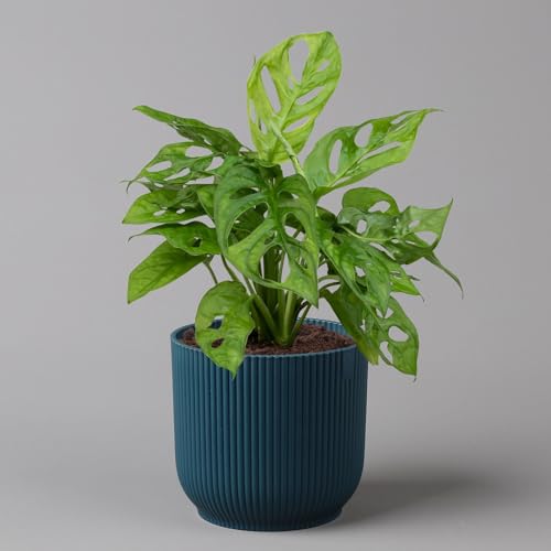 Monstera adansonii in Übertopf Vibes blau, Topf-Ø 12 cm, Höhe ca. 25 cm von Pflanzen Kölle